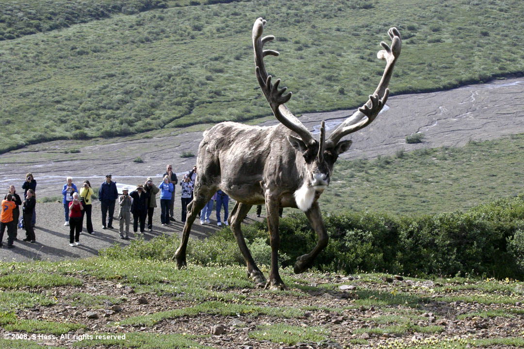 Caribou bull at Polychrome rest area